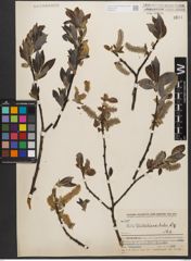 Foto von Salix wallichiana Andersson